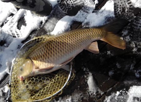 大安トラウトレイク 釣果